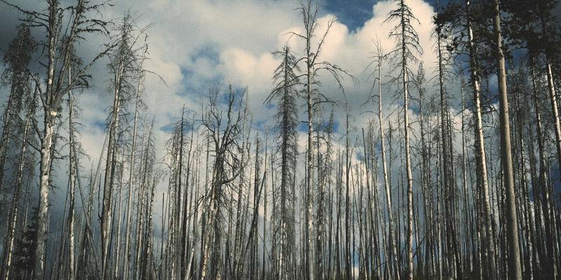 DDH摄影中的创意双重曝光技法：前期拍摄与后期合成全攻略